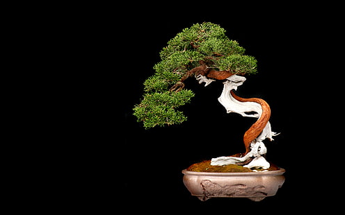 Tree Bonsai Tree Black HD, drzewko bonsai, natura, czerń, drzewo, bonsai, Tapety HD HD wallpaper