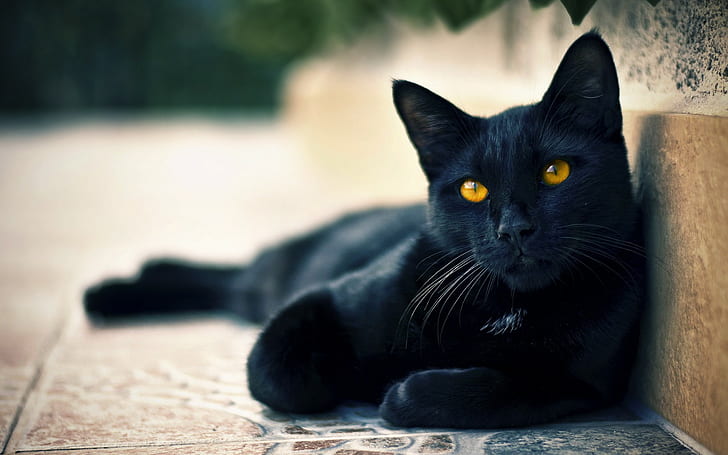 животни, лешникови очи, котка, черни котки, HD тапет