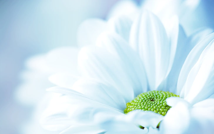 белый цветок герберы, цветы, природа, макро, белые цветы, растения, HD обои