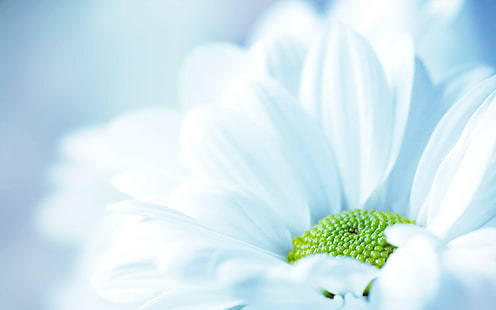 Bunga, Alam, Makro, Bunga Putih, daisy putih, bunga, alam, makro, bunga putih, Wallpaper HD HD wallpaper