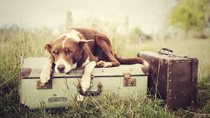 suitcase, suitcases, sad, doggy, dog, cute, HD wallpaper
