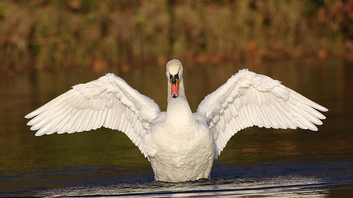 white, bird, wings, Swan, pond, stroke, HD wallpaper