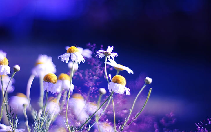 Daisy flowers blue background, Daisy, Flowers, Blue, Background, HD wallpaper