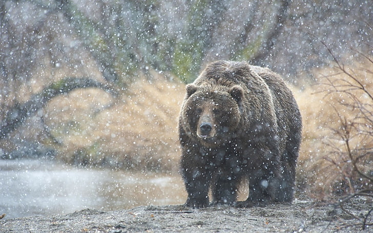 black bear, bear, snow, kamchatka, HD wallpaper