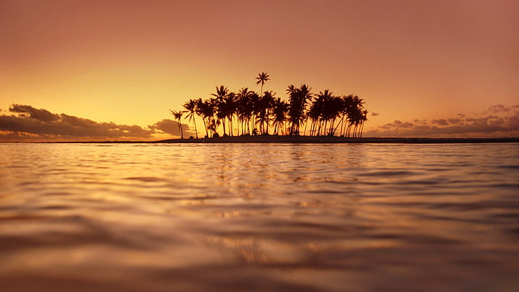 палми близо до море, фотография, природа, пейзаж, вода, море, остров, палми, залез, HD тапет