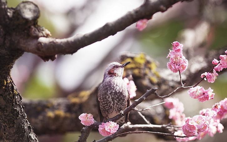 common starling, bird, flower, flowering, tree, HD wallpaper