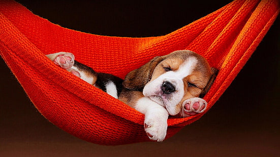 dog, puppy, sleeping, hammock, cute, doggie, doggy, HD wallpaper HD wallpaper
