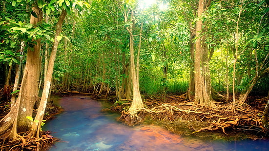 mangrovia, albero di mangrovia, foresta, foresta di mangrovie, ecosistema, foresta pluviale, giungla, foresta tropicale, foresta ripariale, bosco, palude, paesaggio tropicale, zone umide, albero, Sfondo HD HD wallpaper