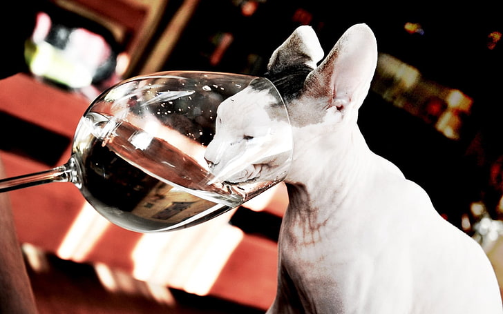 Sphinx cat, cat, drink, thirst, HD wallpaper