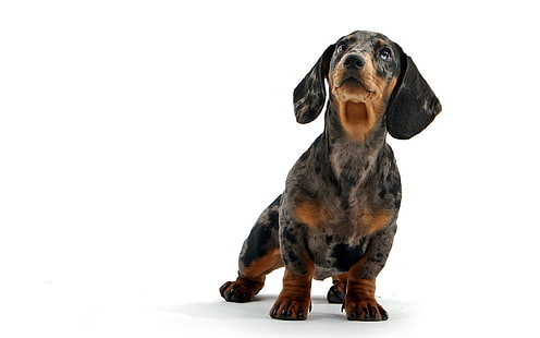 chiot dachshund lisse, blanc, teckel, chien, Fond d'écran HD HD wallpaper