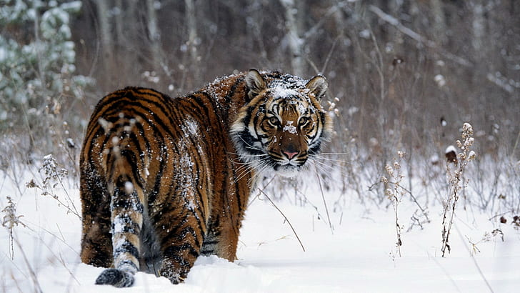 animaux, tigre, neige, Fond d'écran HD