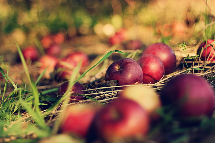 Haufen Apfel Früchte, Gras, Makro, Erde, Äpfel, Apfel, Bokeh, Obstgarten, HD-Hintergrundbild