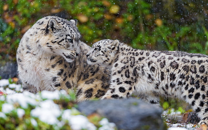 två grå snöleoparder, familj, par, IRBIS, snöleopard, kattunge, mamma, HD tapet