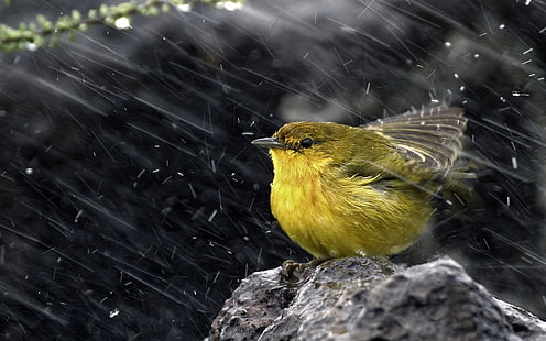 зелена птица, селективен фокус фотография на жълта и зелена птица, кацнала на скала, животни, птици, природа, макро, сняг, HD тапет HD wallpaper
