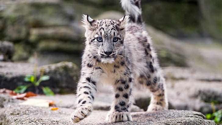 snow leopard, cub, on the rocks, HD wallpaper