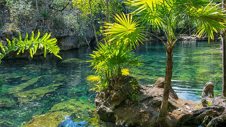 water, nature, vegetation, palm, mexico, riviera maya, pond, tree, arecales, tropics, plant, HD wallpaper