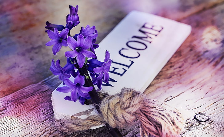 Welcome, Vintage, Flower, Spring, Wood, Close, Fragrant, Hyacinth, Cute, Springtime, Welcome, Shield, stilllife, springflower, fragrantflower, woodensign, HD wallpaper