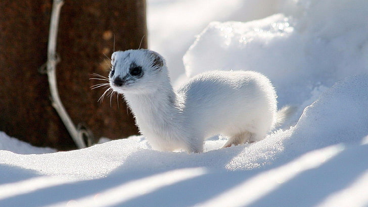 ermine, weasel, stoat, ferret, wildlife, snow, cute, winter, HD wallpaper