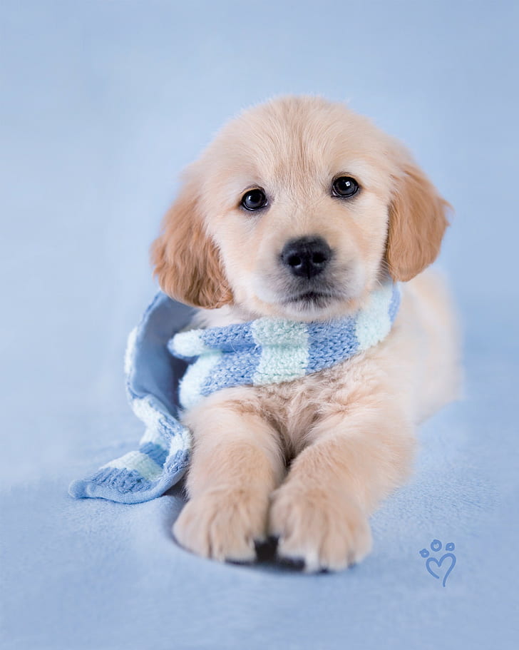 Cane, sciarpa, cucciolo di golden retriever crema, cane, sciarpa, Sfondo HD, sfondo telefono