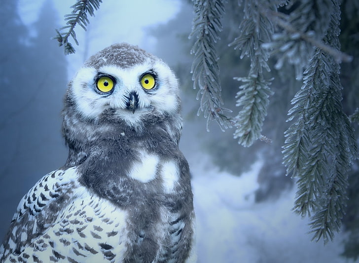 Birds, Snowy Owl, Baby Animal, Bird, Yellow Eyes, HD wallpaper