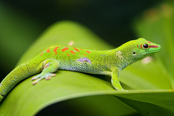 green gecko, lizard, gecko, leaf, macro, HD wallpaper