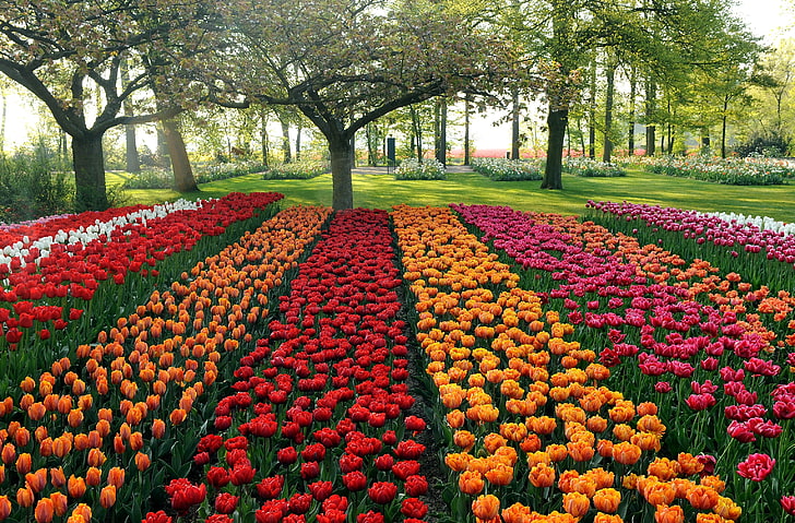 champ de tulipes rouges, orange et violettes, tulipes, différentes, lits, arbres, parc, jardin, Fond d'écran HD