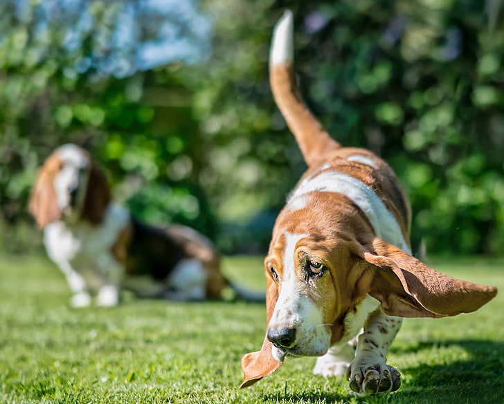 dogs, ears, The Basset hound, HD wallpaper