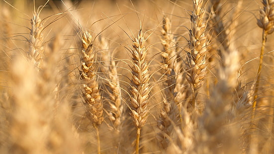 wheat, nature, cereal, field, grain, rural, agriculture, farm, plant, summer, harvest, corn, seed, crop, straw, bread, rye, ripe, natural, farming, yellow, sky, growth, gold, grow, country, golden, landscape, grass, barley, countryside, sun, food, season, land, stem, meadow, dry, agricultural, scene, HD wallpaper HD wallpaper
