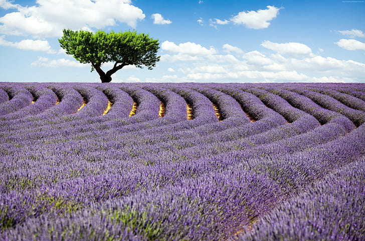 Frankrike, lavendelfält, träd, 4k, ängar, lavendel, himmel, Provence, HD tapet
