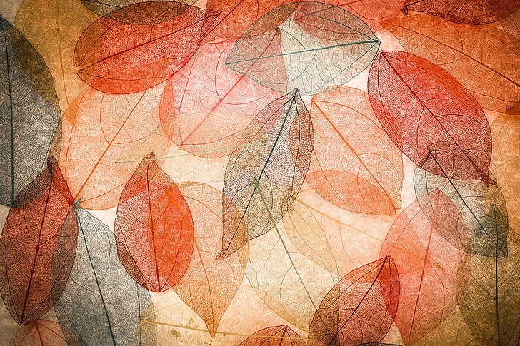 червени и оранжеви листни тапети, листа, фон, цветни, абстрактни, есенни, прозрачни, HD тапет