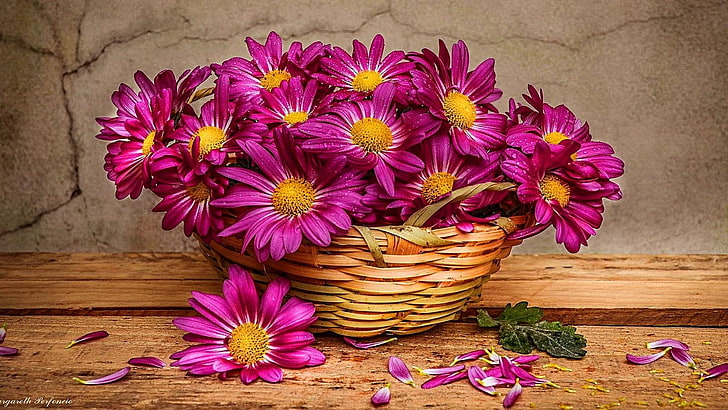 bunga, bunga merah muda, tanaman berbunga, flora, bunga potong, daun bunga, tanaman, krisan, fotografi, Wallpaper HD