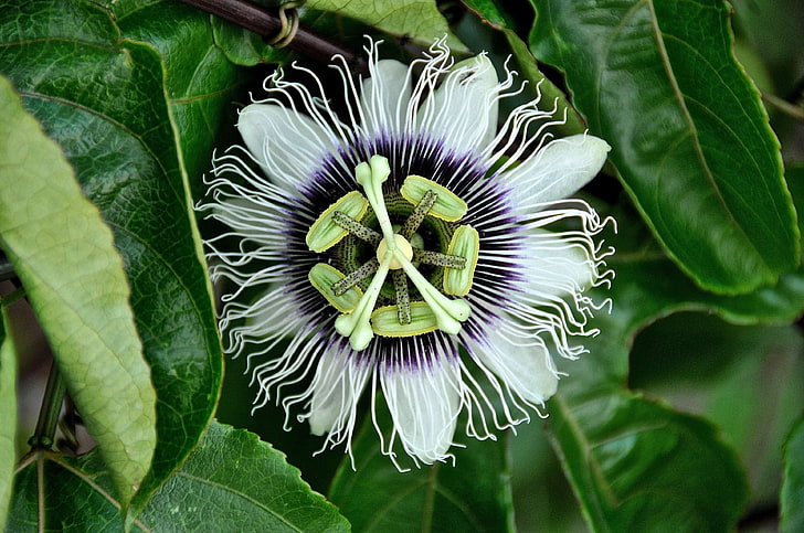 flower, green, nature, passiflora, passion, passion flower, passion fruit, plant, white, HD wallpaper