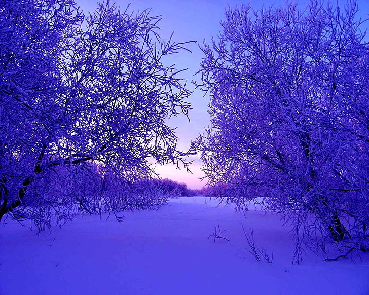 purple leafed tree, winter, trees, snow, snowdrifts, evening, HD wallpaper