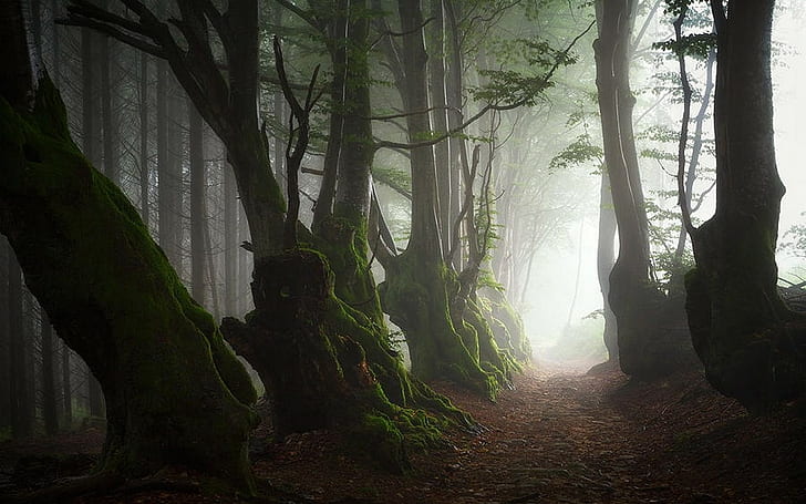 korzenie, mgła, ścieżka, liście, poranek, mech, starożytny, buk, Francja, las, natura, drzewa, krajobraz, Tapety HD
