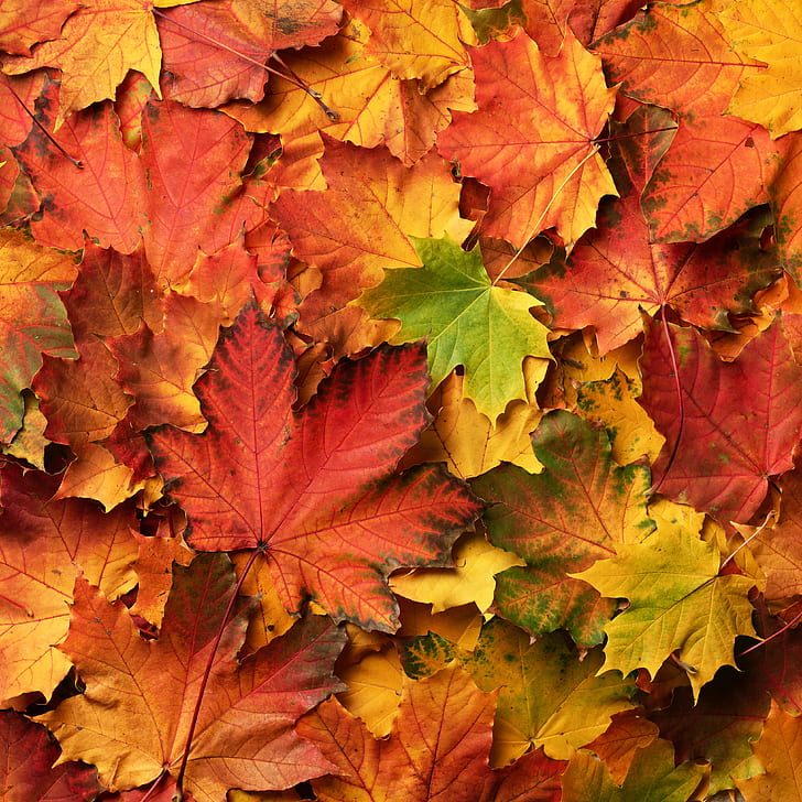 musim gugur, daun, latar belakang, berwarna-warni, maple, Wallpaper HD