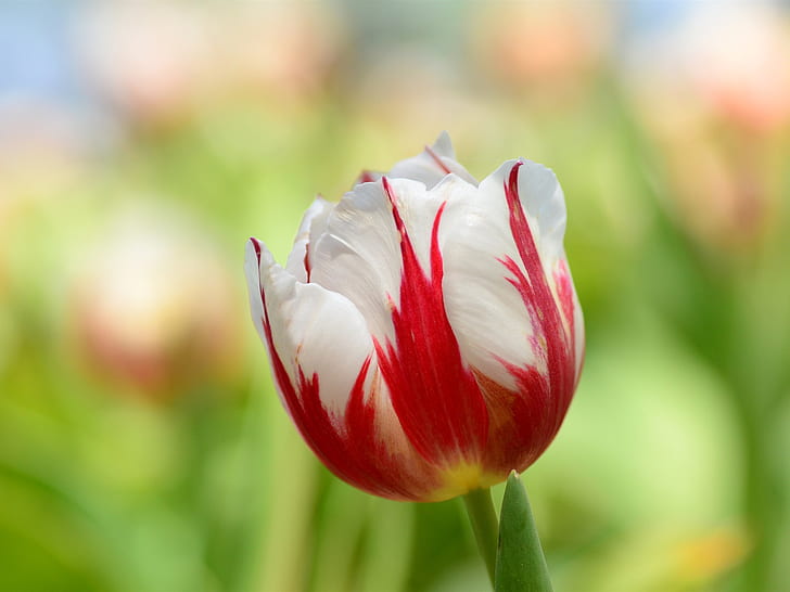 Tulip macro, red white petals, Tulip, Macro, Red, White, Petals, HD wallpaper