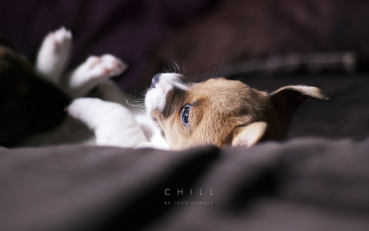 white and brown puppy, animals, dog, depth of field, puppies, typography, HD wallpaper