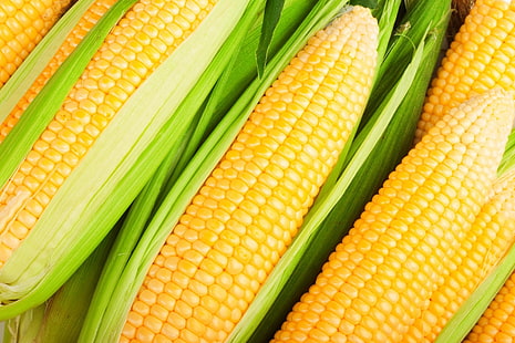 Comida, maíz, Fondo de pantalla HD HD wallpaper