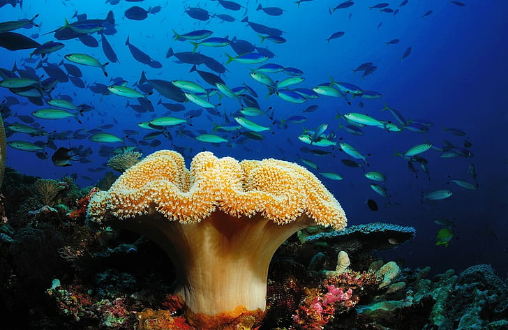 coral, fish, HD wallpaper