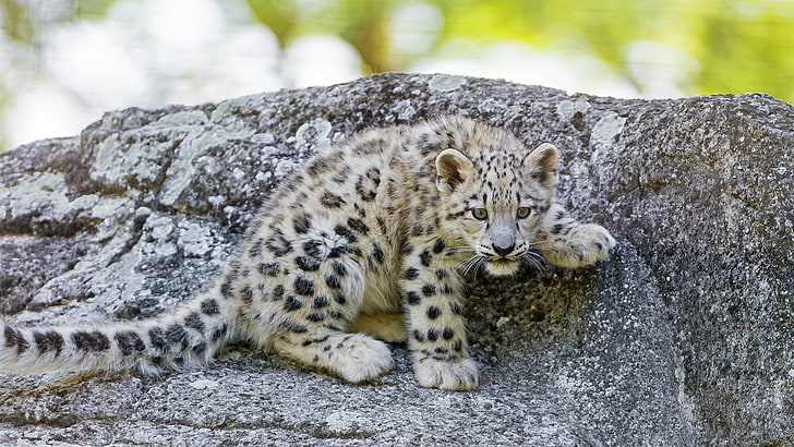 cute, leopard, baby, baby leopard, wildlife, mammal, rock, HD wallpaper