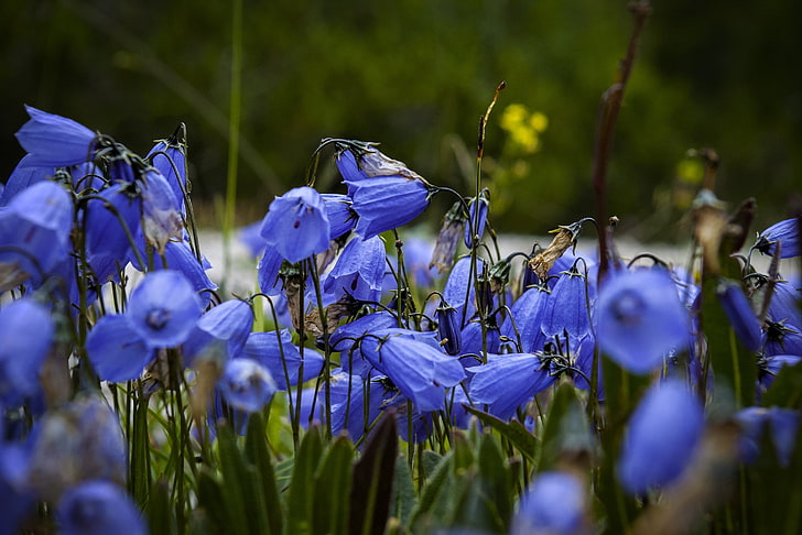 fioletowe kwiaty, kwiaty, niebieskie kwiaty, Tapety HD