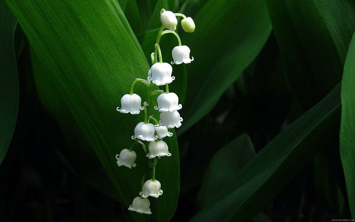 Lily of the valley, white flowers, flower, mai, nature, HD wallpaper