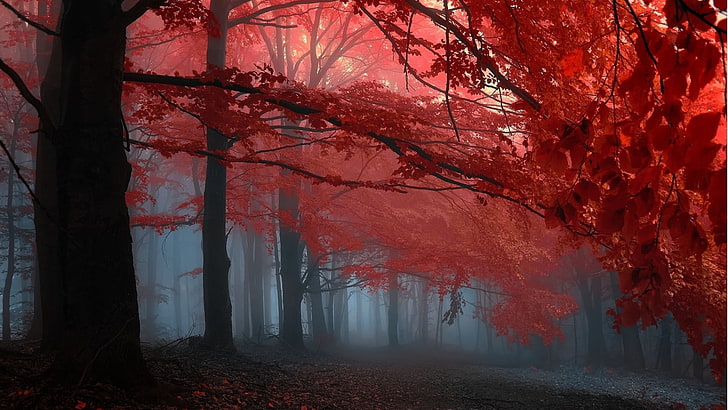 рисуване на черни и розови дървета, илюстрация на червено дърво, природа, пейзаж, дървета, гора, клон, листа, падане, мъгла, HD тапет