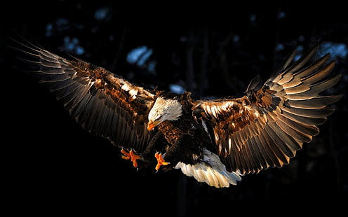 Weißkopfseeadler, Adler, Tiere, Vögel, HD-Hintergrundbild HD wallpaper