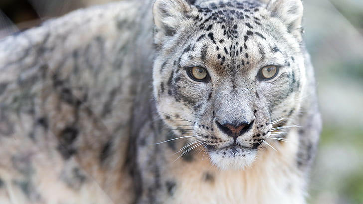 Snow Leopard, 4k, 8k, HD, Animal, HD wallpaper | Wallpaperbetter