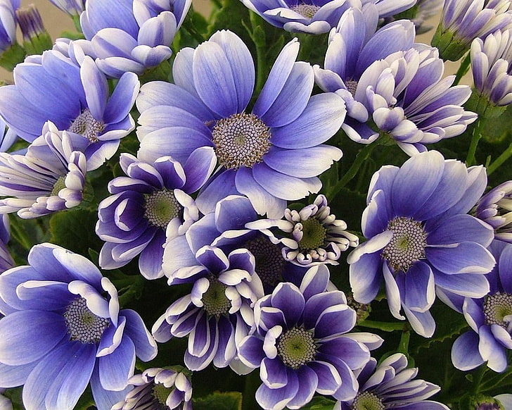 purple-and-white flowers, flowers, petals, herbs, flower, HD wallpaper
