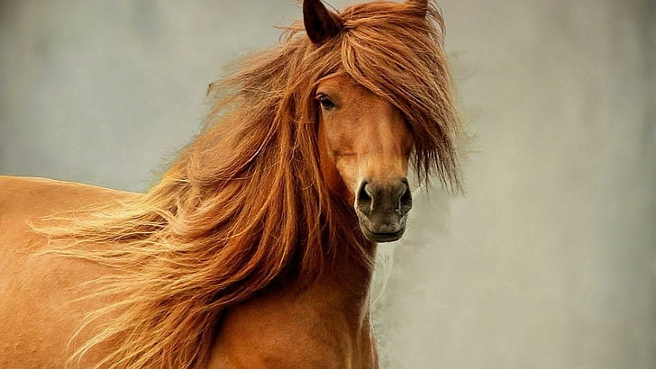 kuda, Wallpaper HD