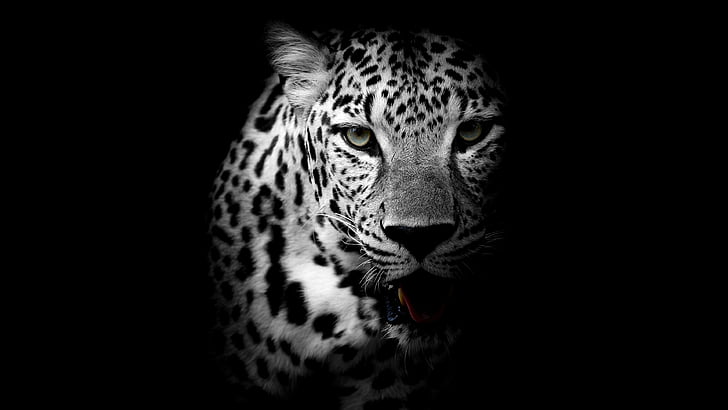 macan tutul, gelap, hewan, liar, monokrom, margasatwa, hitam, hitam dan putih, fotografi monokrom, kumis, kepala, kucing besar, fotografi, Wallpaper HD