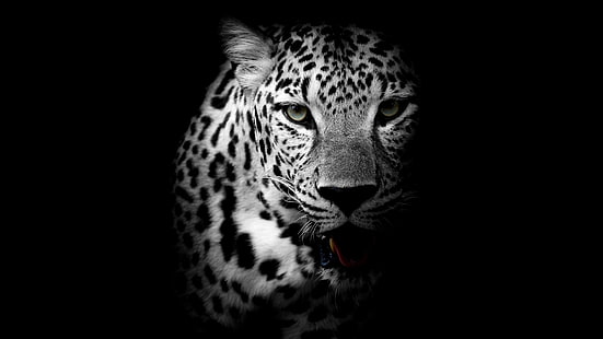 macan tutul, gelap, hewan, liar, monokrom, margasatwa, hitam, hitam dan putih, fotografi monokrom, kumis, kepala, kucing besar, fotografi, Wallpaper HD HD wallpaper