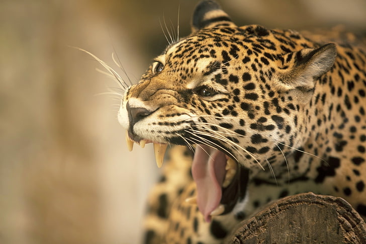 cat, face, jaguar, mouth, teeth, tongue, wild, HD wallpaper